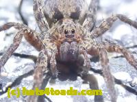 /home//u458753944/public_html/sourcegallery/////////Roxborough Toad Detour/2022/2022-03-19/P3190905.JPG